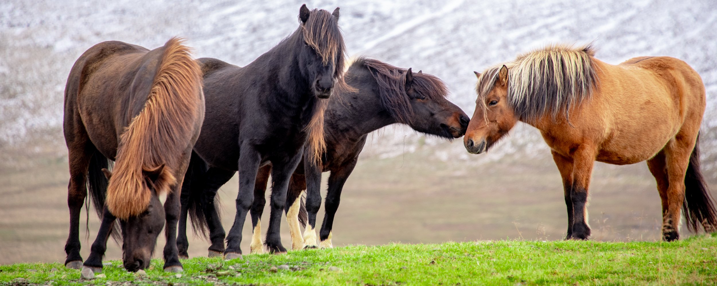 001_Iceland Horses.jpg